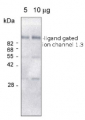 Ligand-gated ion channel 1,3